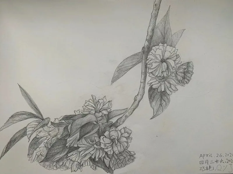 铅笔描绘一段弯曲下垂的枝条,枝头聚集多层花瓣的花朵与尖长叶片。